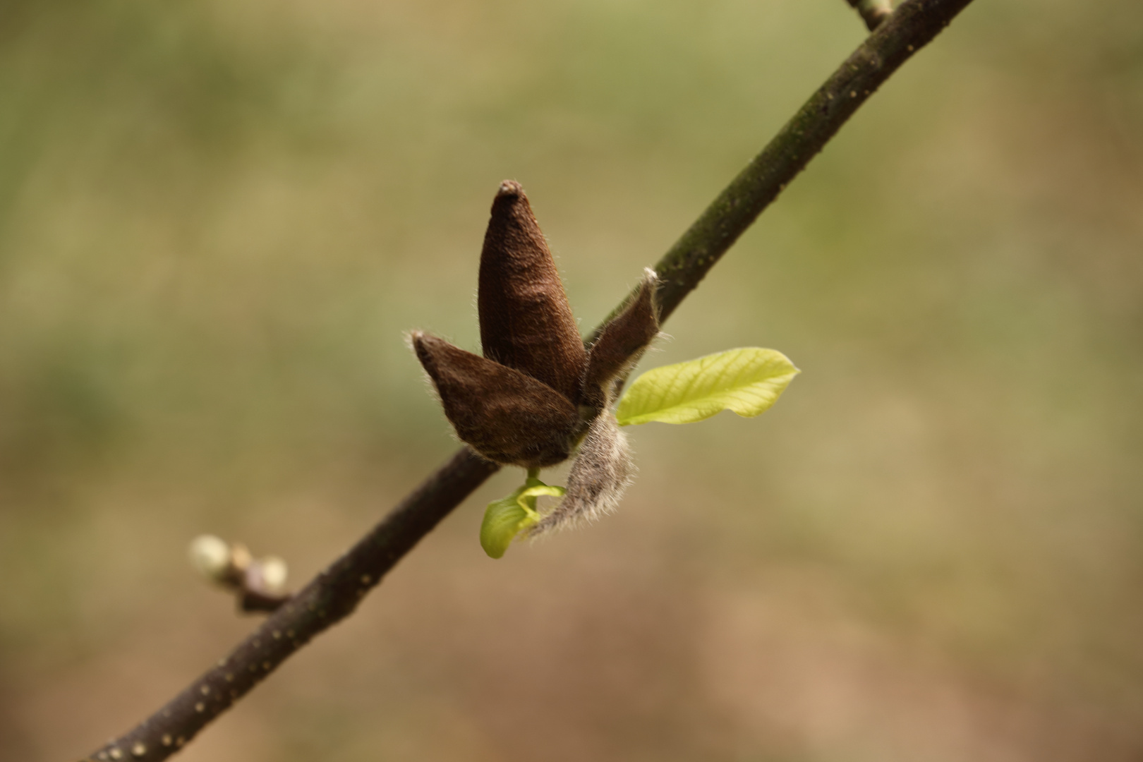 Knospe vor dem Aufgehen