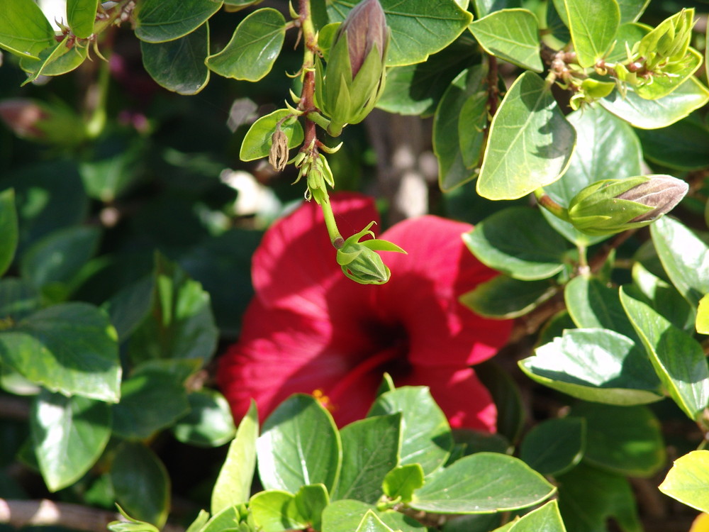 Knospe vor der Blüte