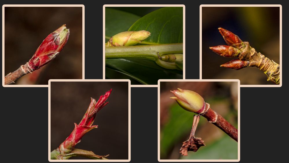 ~ Knospen ~ Foto & Bild | spezial, natur, knospen Bilder auf fotocommunity