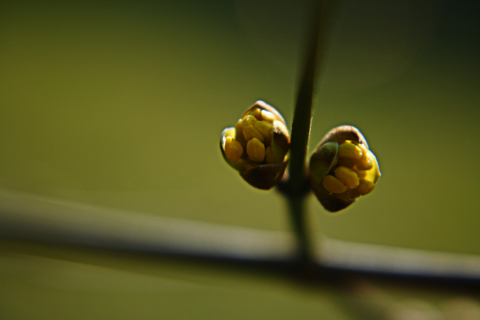 Knospen