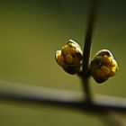 Knospen