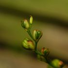 Knospen