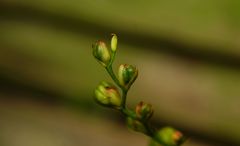 Knospen