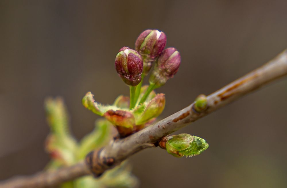 Knospen Foto & Bild landschaft, jahreszeiten, natur Bilder auf