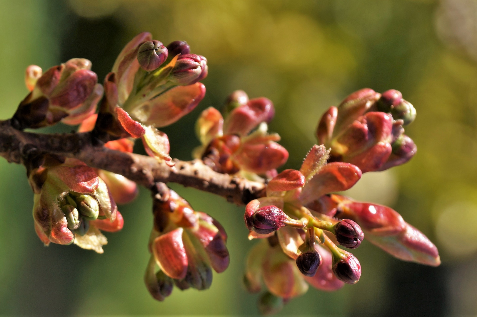Knospen... Foto & Bild pflanzen, pilze & flechten, sträucher, bäume