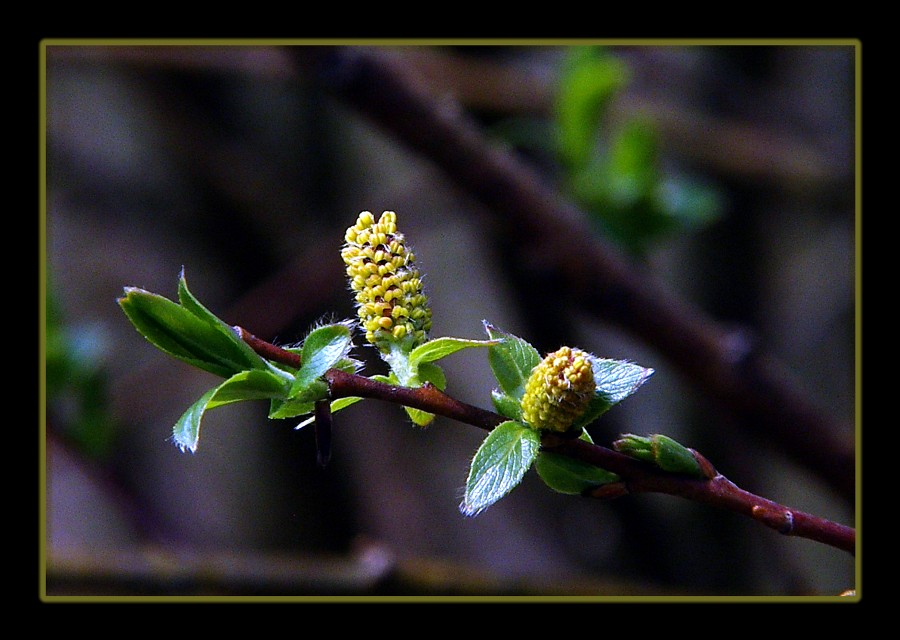 Knospen