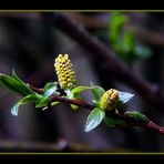 Knospen