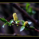 Knospen