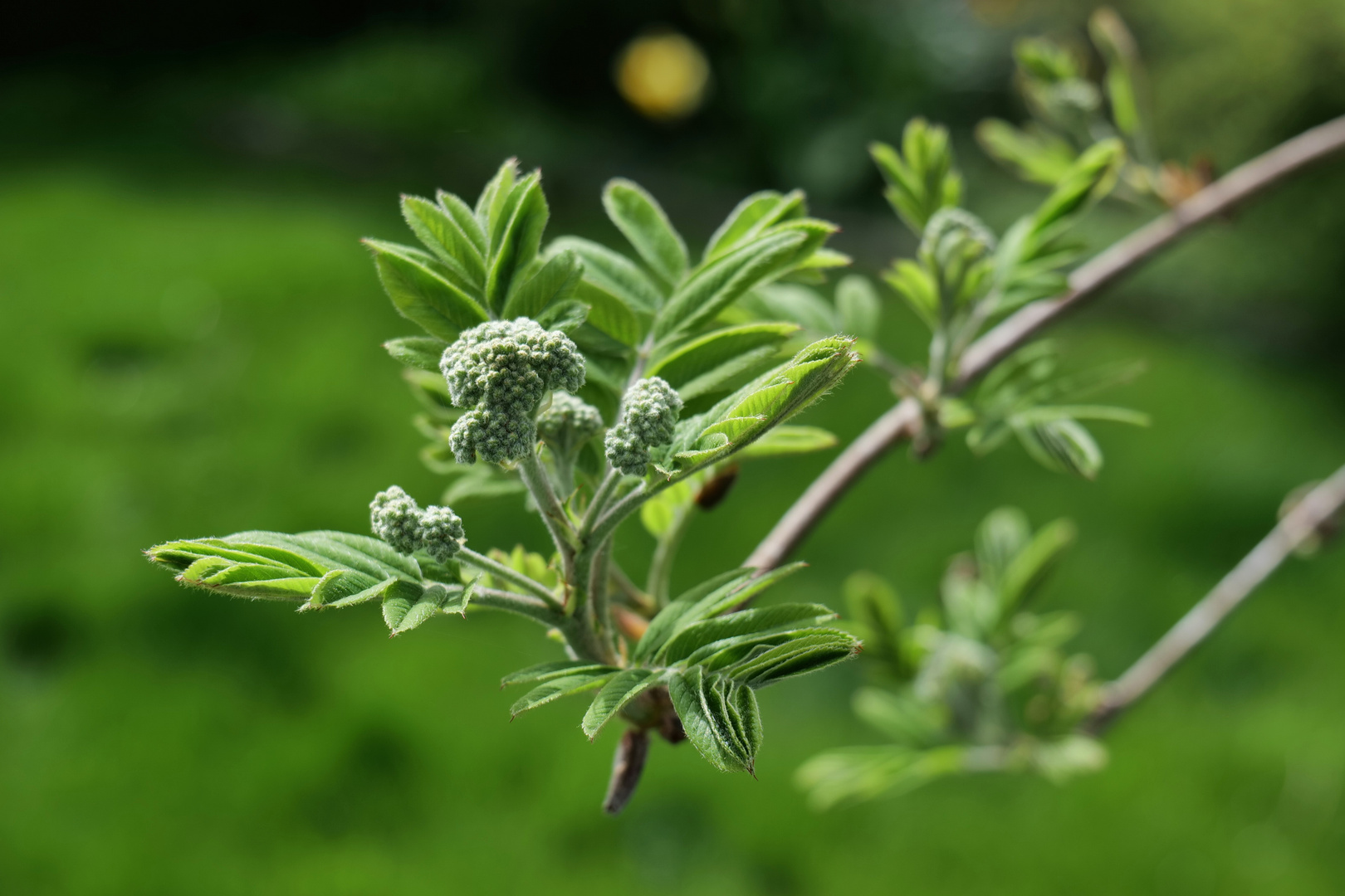 Knospen am Baum