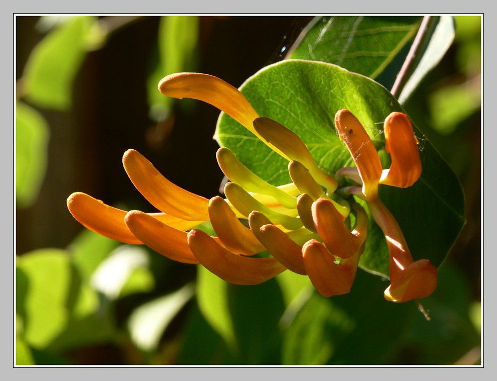 Knospen am Geißblatt