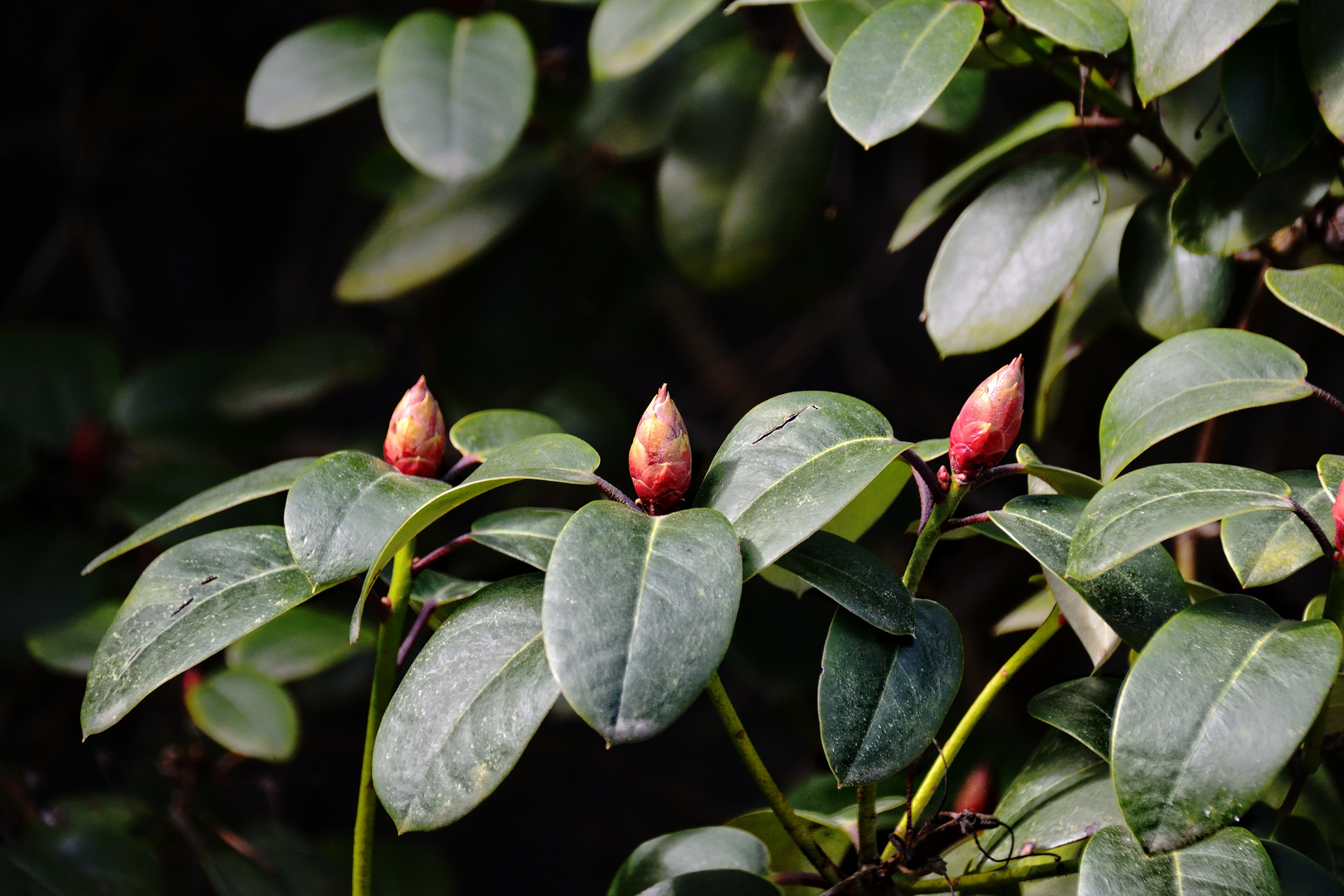 Knospen am Rhododendron