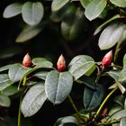 Knospen am Rhododendron