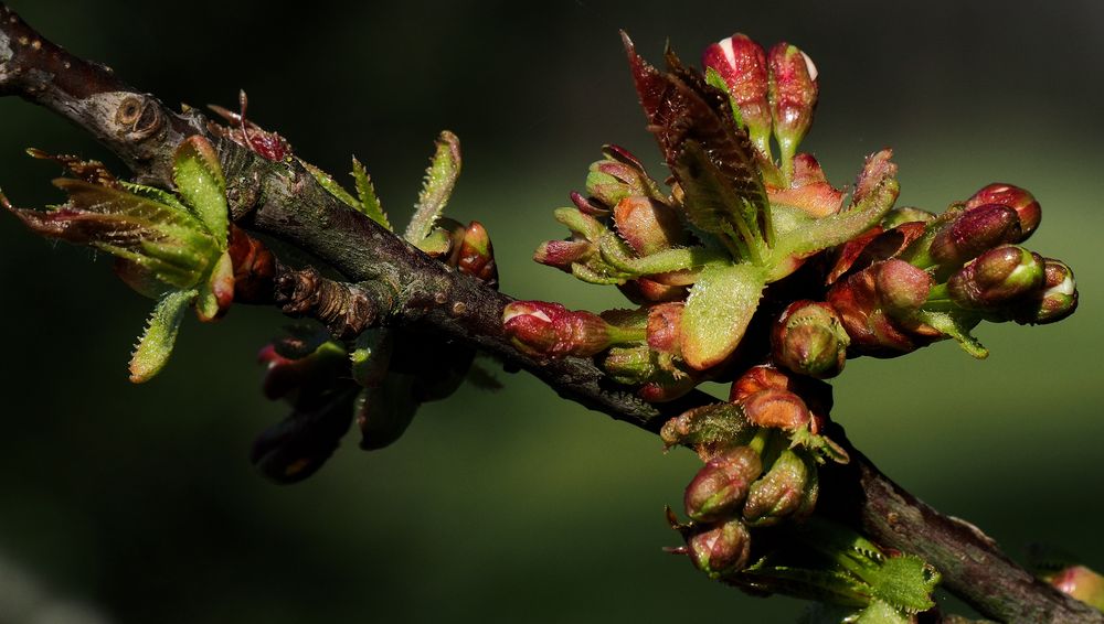 Knospen auf einem Ast