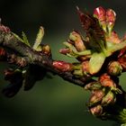 Knospen auf einem Ast