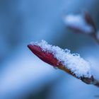 Knospen bei Schnee und Eis