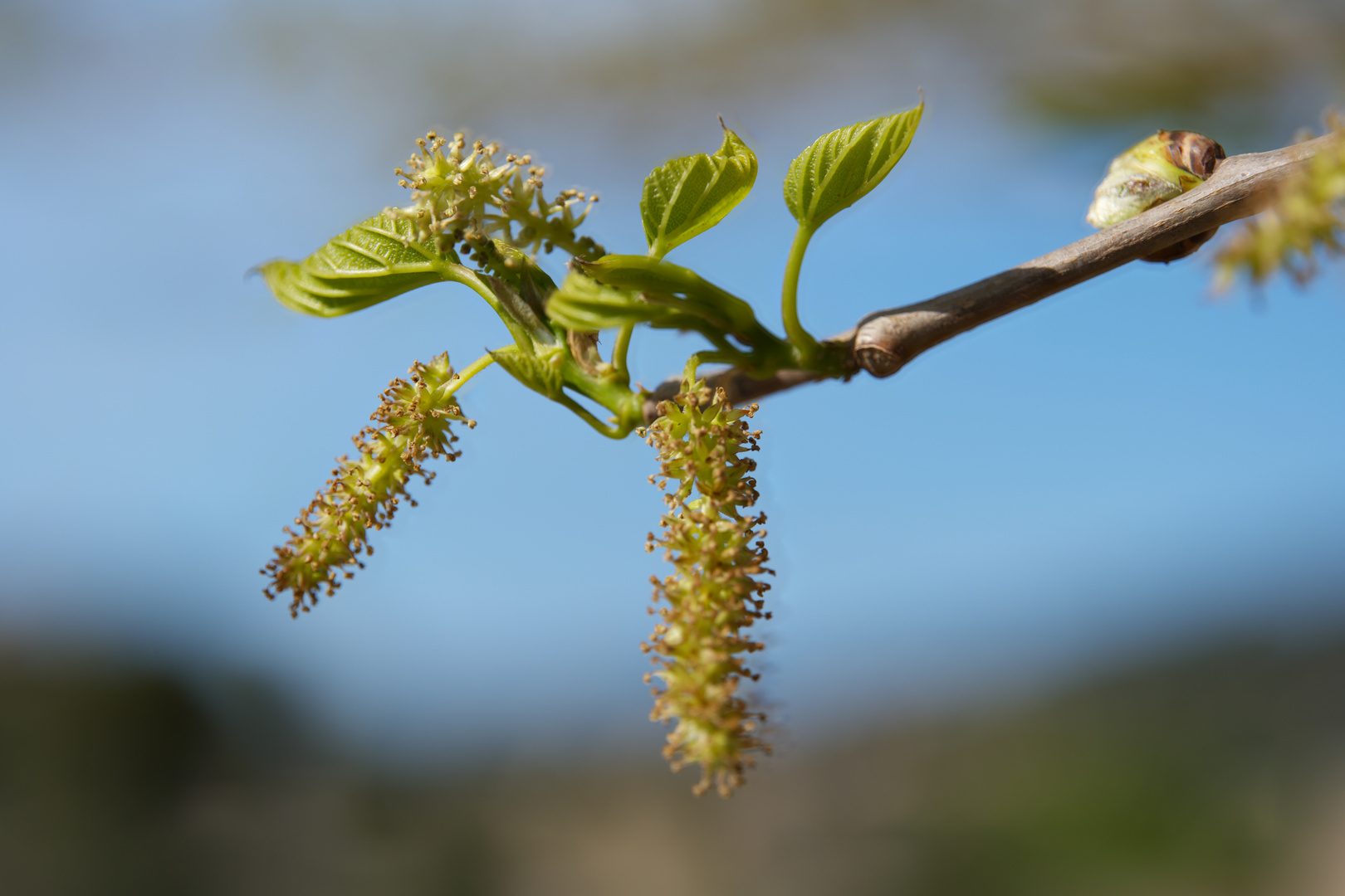 Knospen bei Son Severa