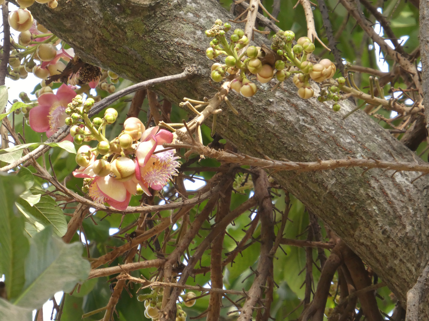 Knospen & Blüten des Kanonenkugelbaumes