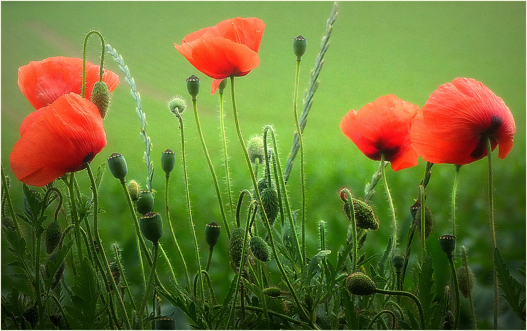 Knospen - Blüten - Früchte