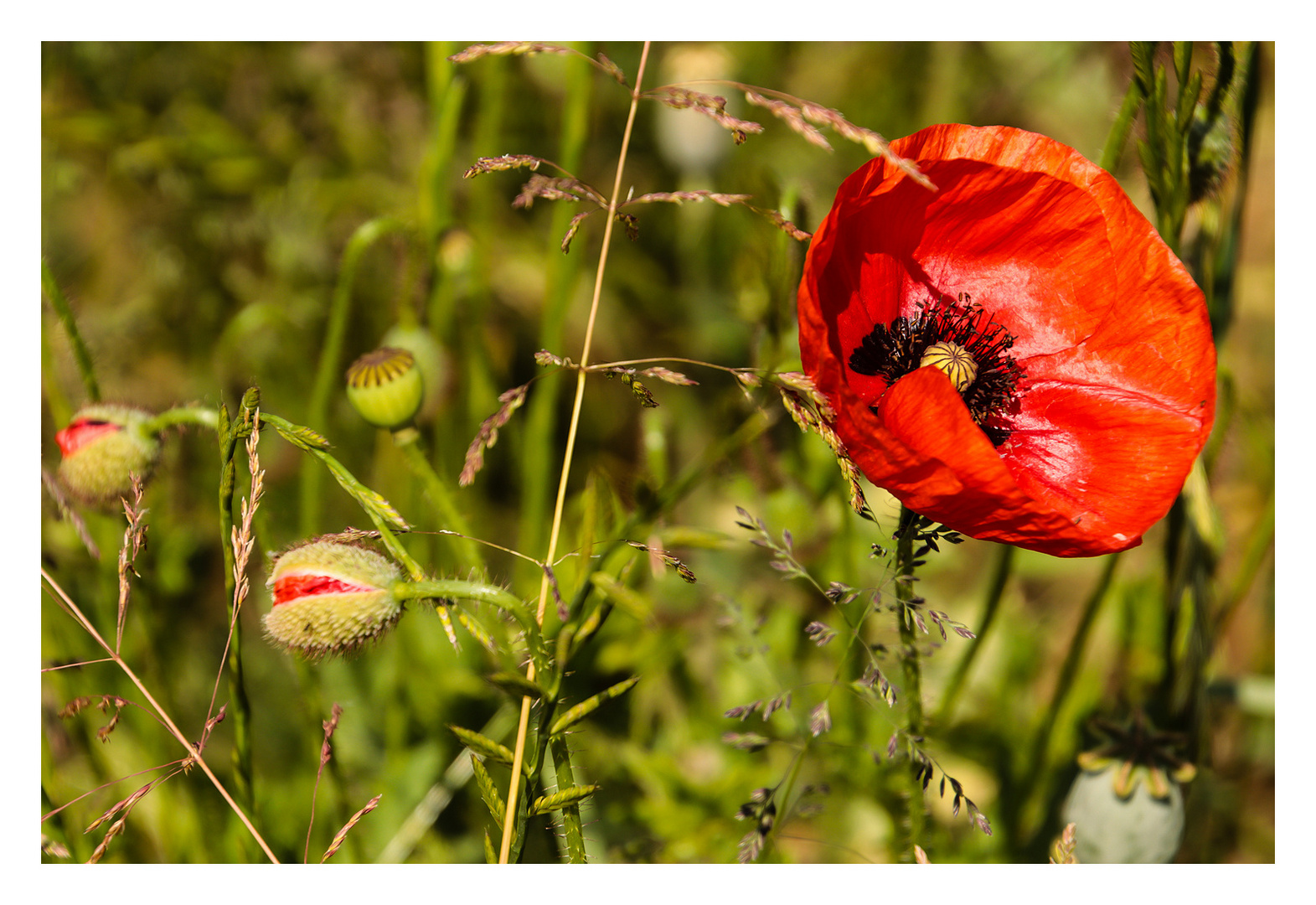 Knospen, Blüten & Kapseln