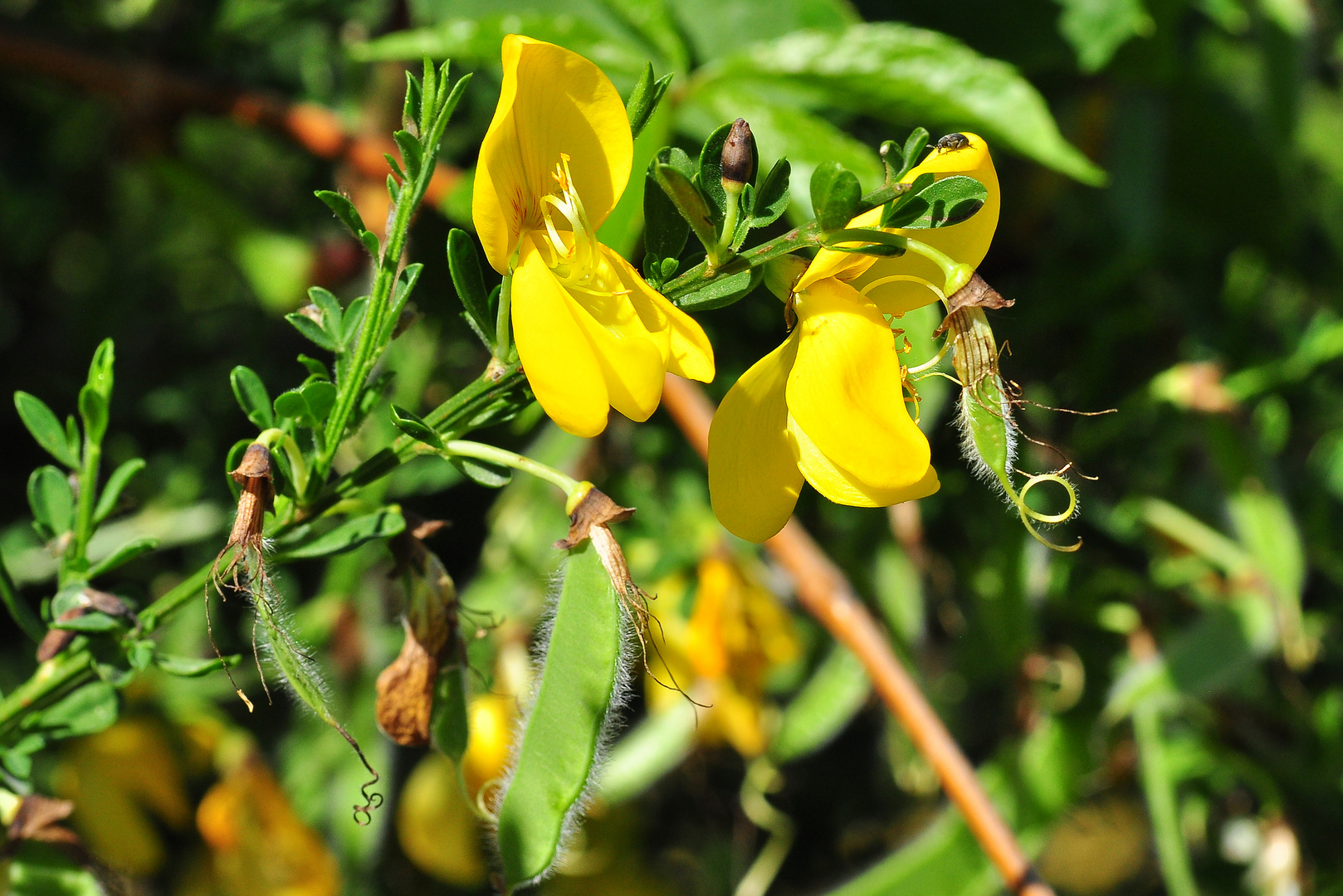 Knospen, Blüten und Schoten......