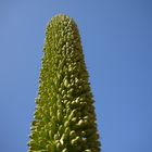 Knospen der Agave