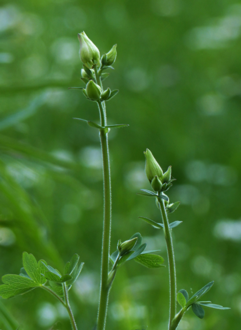 Knospen der Akelei