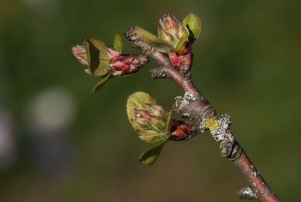 Knospen der Apfelblüte....