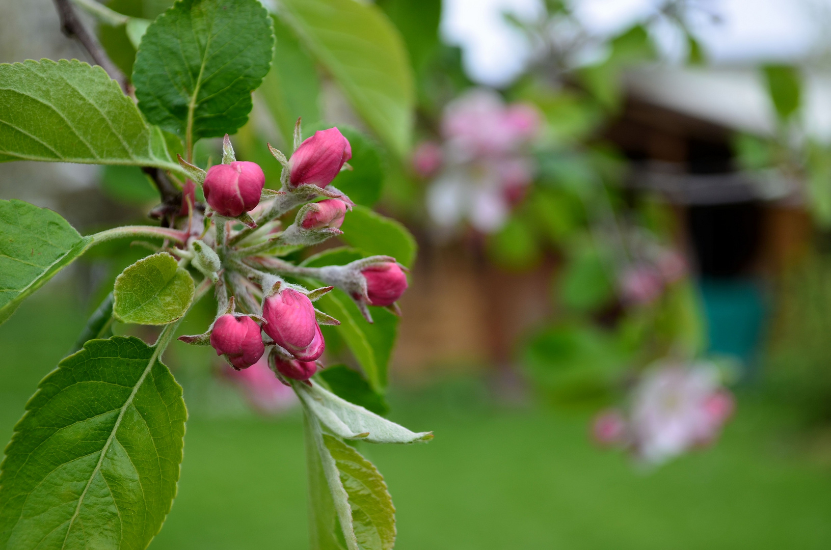 Knospen der Apfelblüte ...