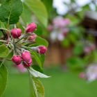 Knospen der Apfelblüte ...