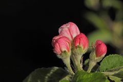 Knospen der Apfelblüte-Jona Gold