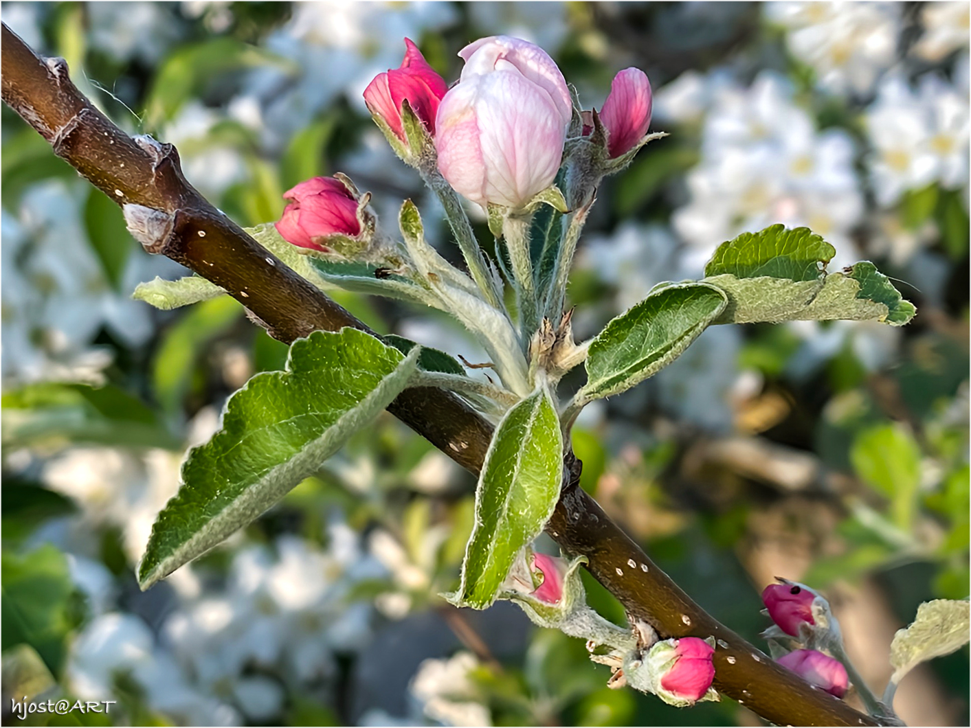 Knospen der Apfelblüten ...