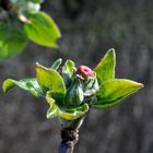 Knospen der Apfelblüten