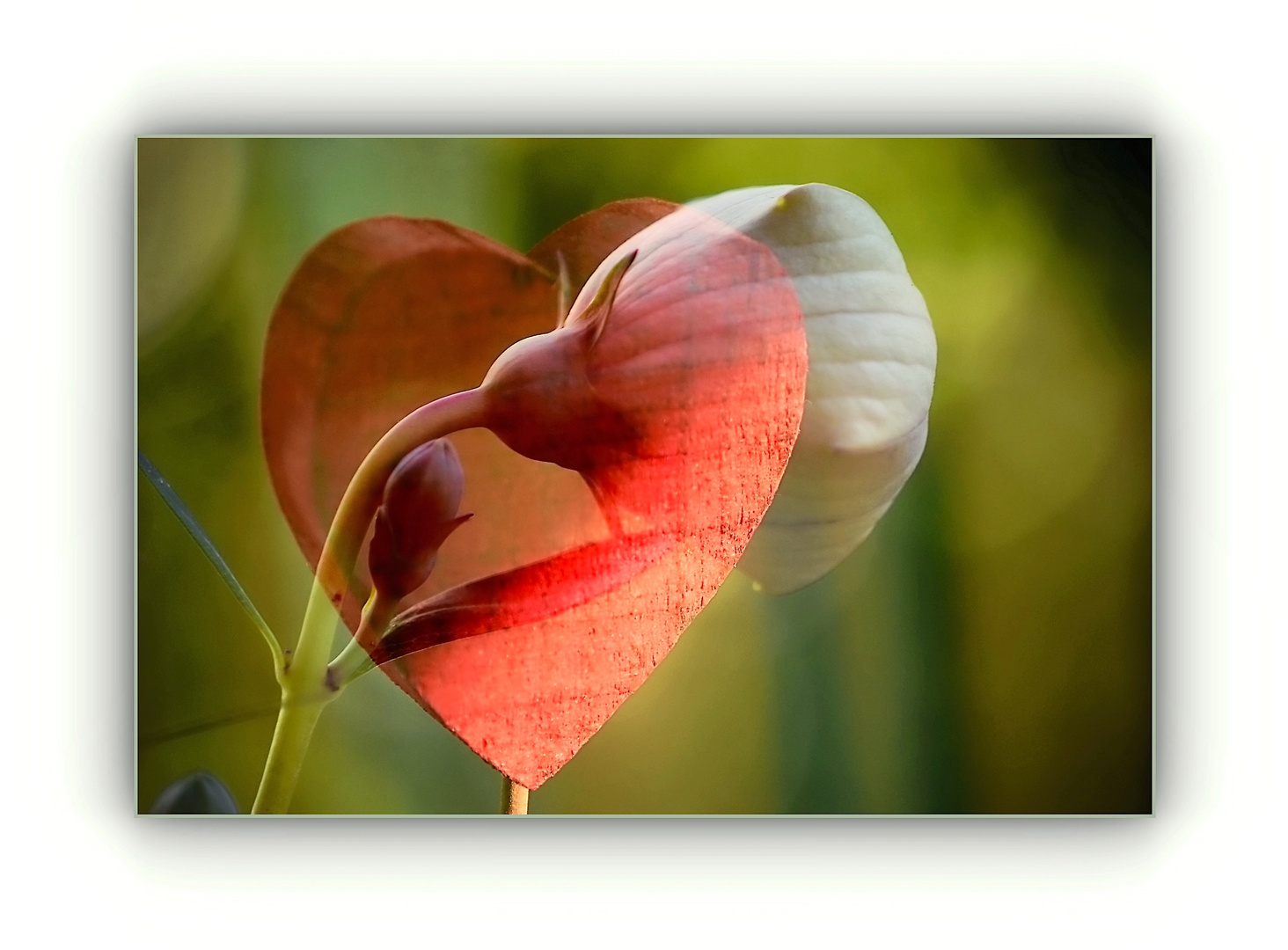 Knospen der Ballonblume