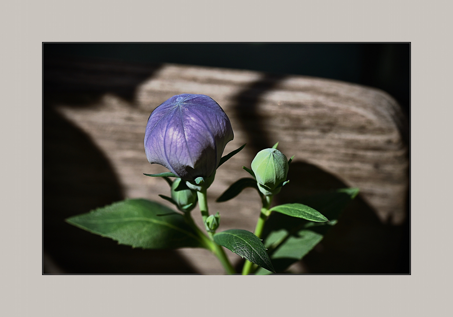 Knospen der Ballonblume