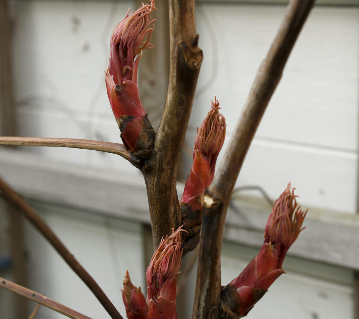 Knospen der Baumpäonie