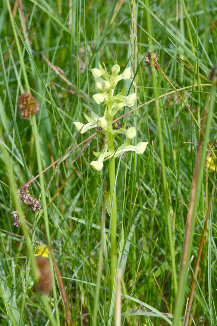 Knospen der Berg-Kuckucksblume oder Grünliche Waldhyazinthe