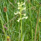 Knospen der Berg-Kuckucksblume oder Grünliche Waldhyazinthe