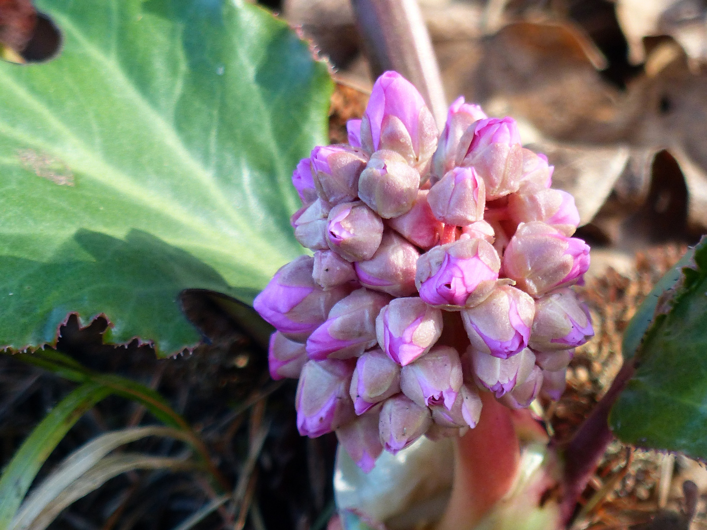 Knospen der Bergenie