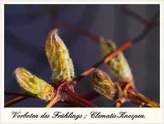 Knospen der Clematis