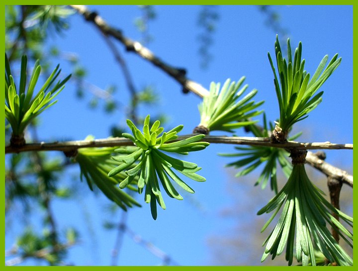 Knospen der Europäischen Lärche vor blauem Himmel