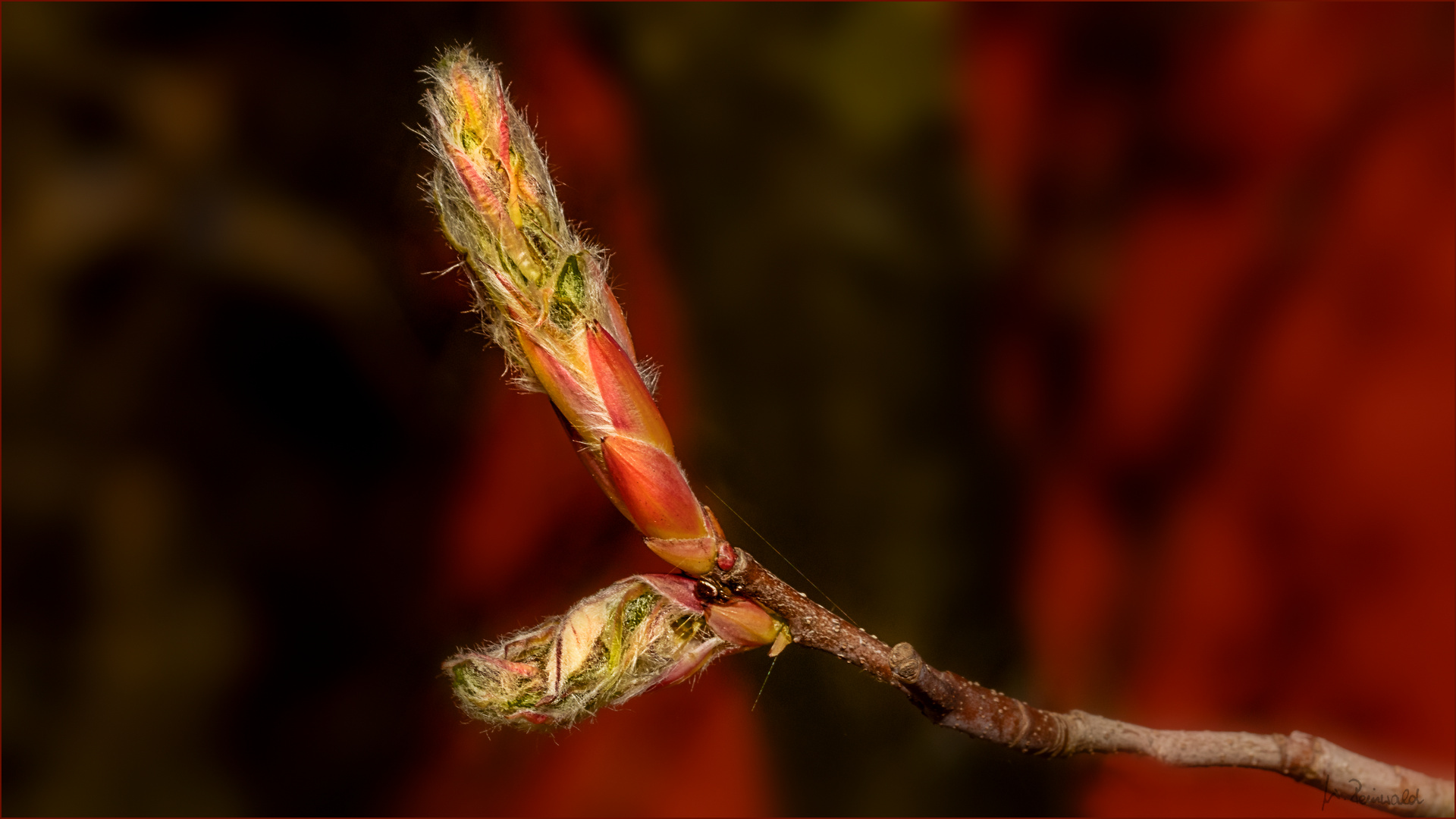 Knospen der Felsenbirne