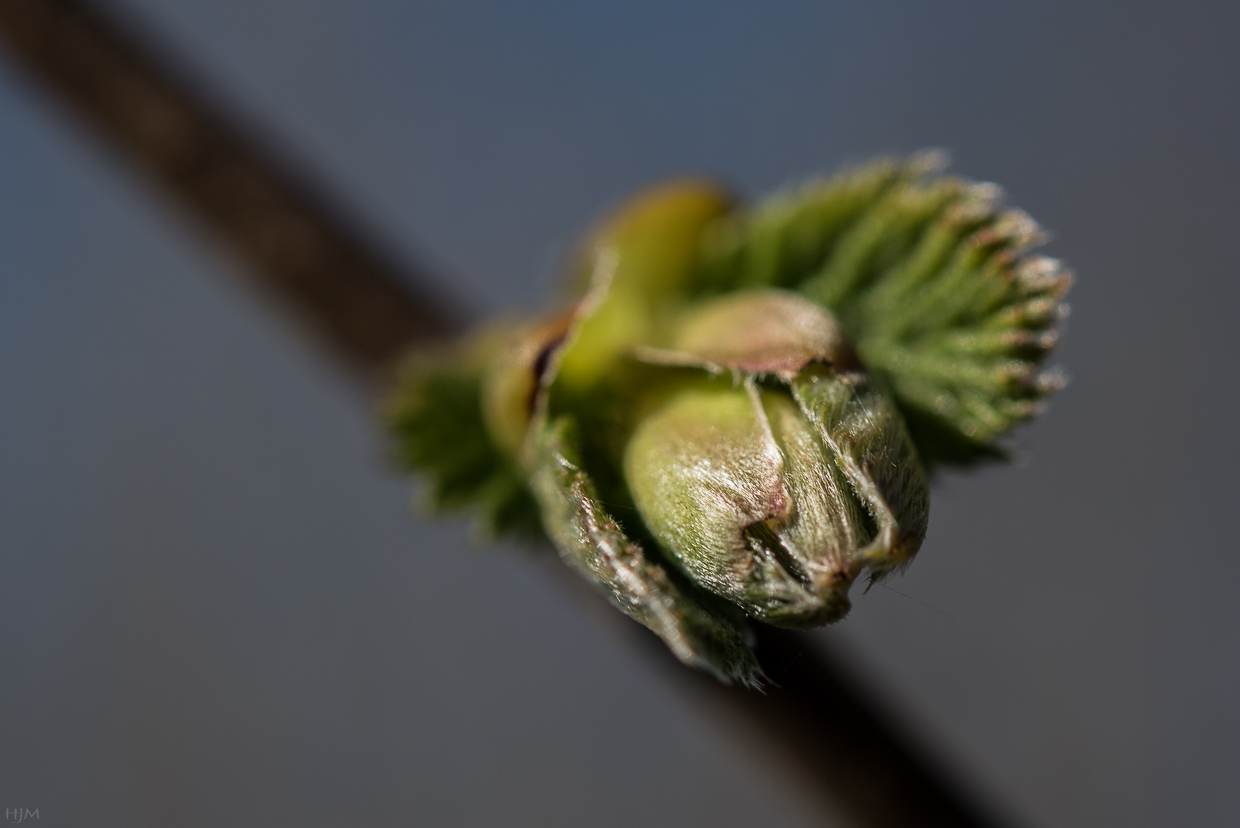 Knospen der Gemeinen Hasel