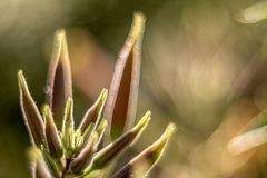 Knospen der Gemeinen Nachtkerze im Gegenlicht