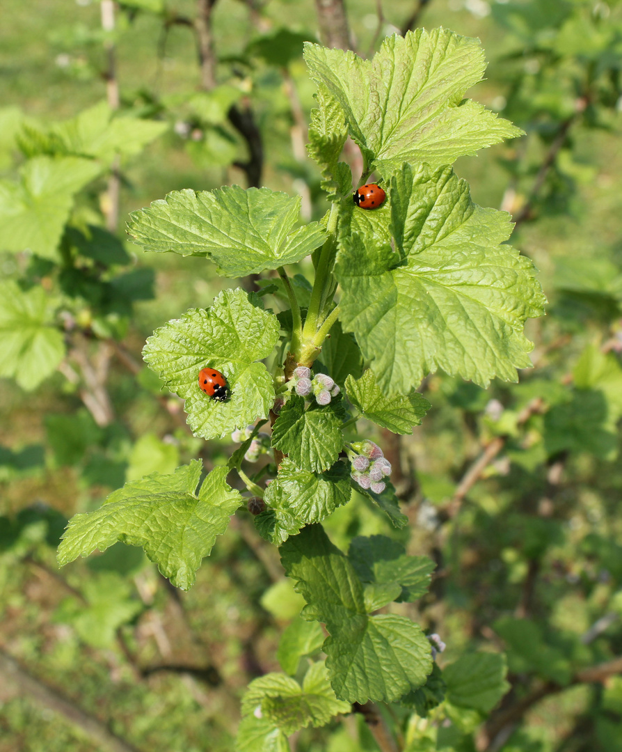 Knospen der Johannisbeere mit Käfer