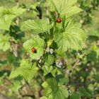 Knospen der Johannisbeere mit Käfer