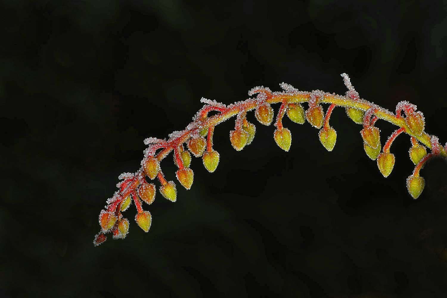 Knospen der Lavendelheide