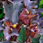 Knospen der Ligularia dentata