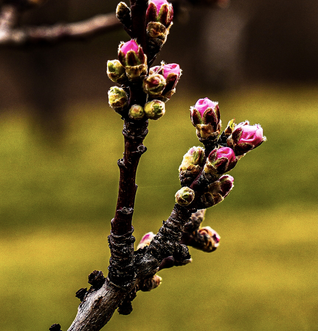 Knospen der Mandelblüte