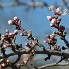 Knospen der Mandelblüte