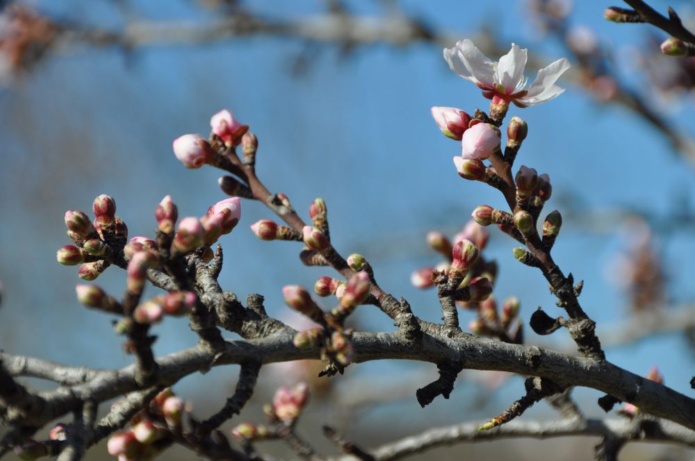 Knospen der Mandelblüte